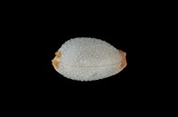 藏品(鯊皮寶螺)的圖片